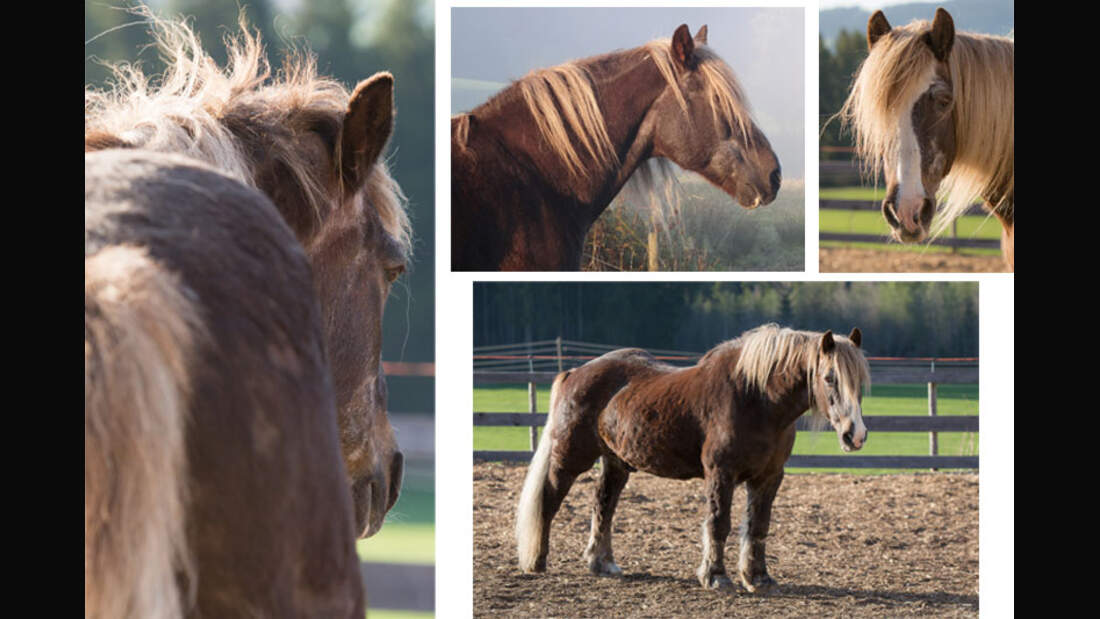 CAV-Senioren-Rentner-Pferdesenioren-alte-Pferde-Elke-Bresler-Rosewich