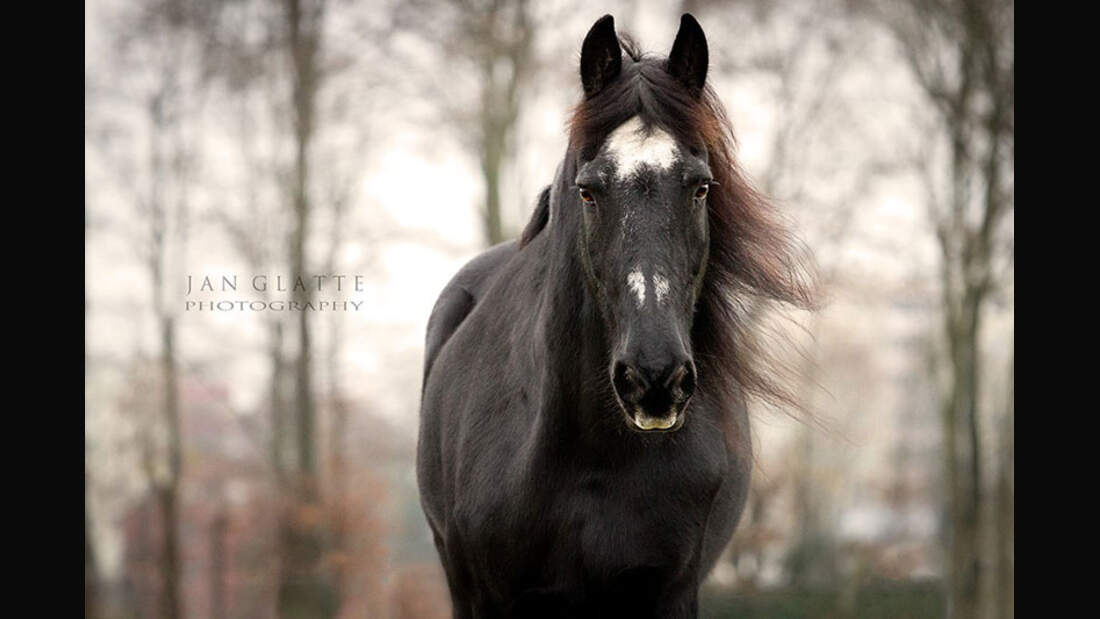 CAV-Senioren-Rentner-Pferdesenioren-alte-Pferde-Jan-Glatte
