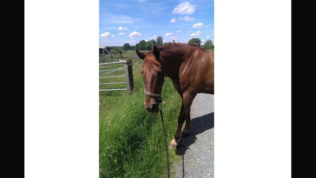 CAV-Senioren-Rentner-Pferdesenioren-alte-Pferde-Janine-Altmeyer