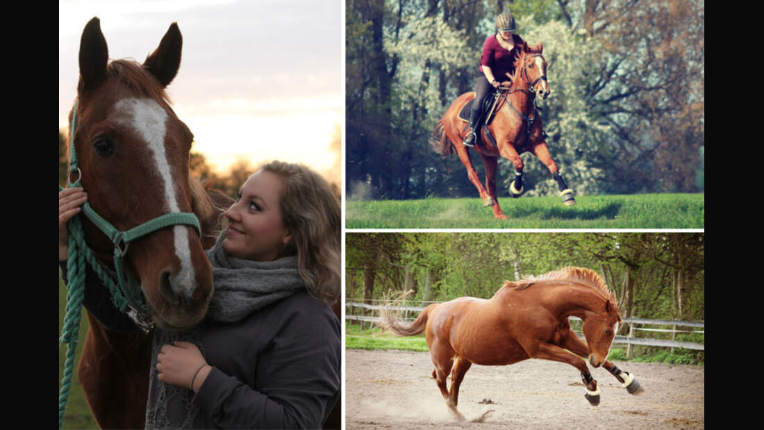 CAV-Senioren-Rentner-Pferdesenioren-alte-Pferde-Janine-Cerny