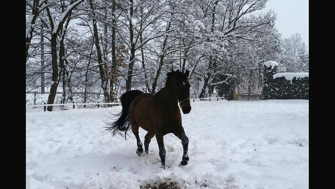 CAV-Senioren-Rentner-Pferdesenioren-alte-Pferde-Joanne-Hefti