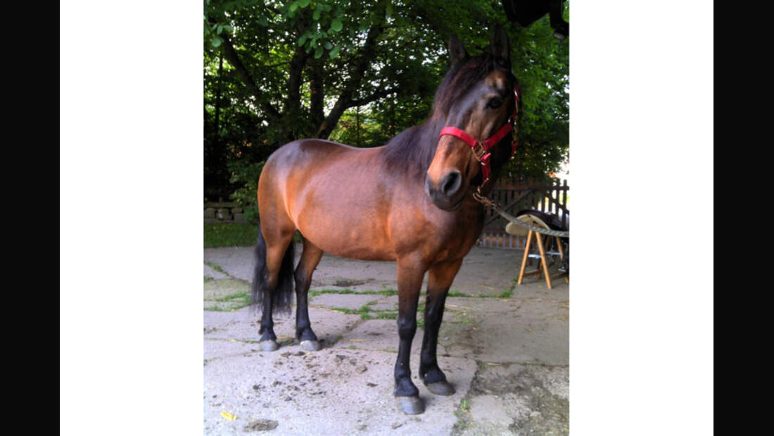 CAV-Senioren-Rentner-Pferdesenioren-alte-Pferde-Judith-Mardorf