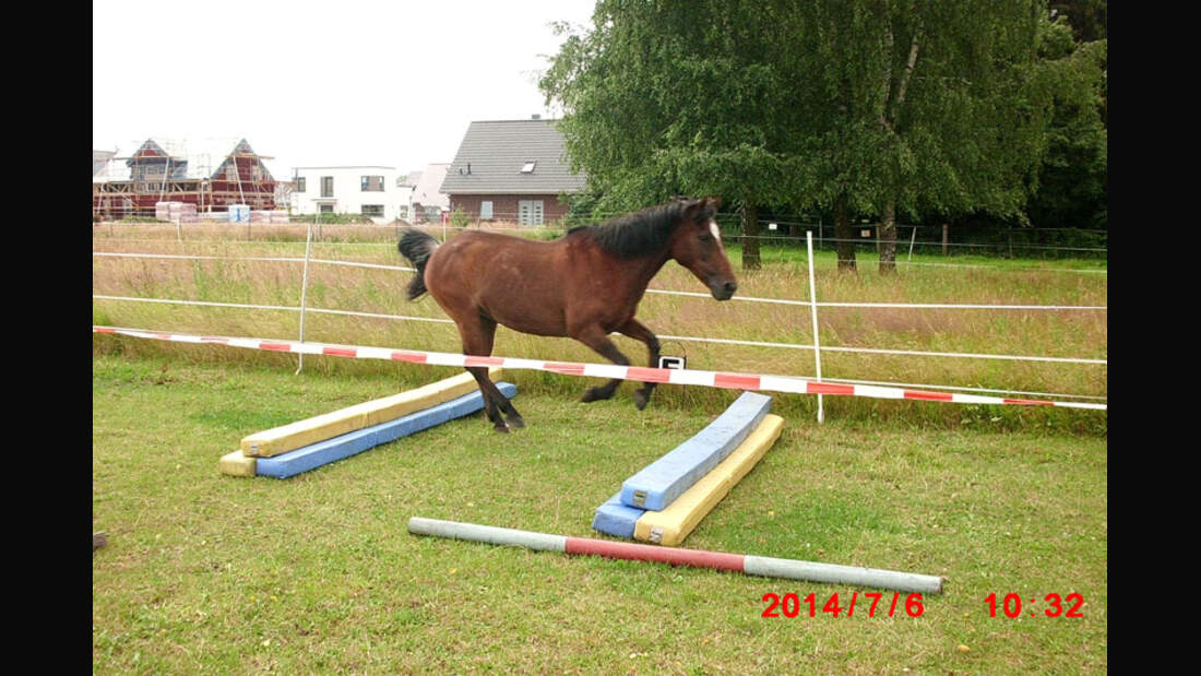 CAV-Senioren-Rentner-Pferdesenioren-alte-Pferde-Julia-Salgueiro