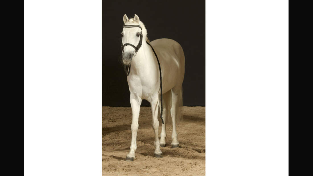 CAV-Senioren-Rentner-Pferdesenioren-alte-Pferde-Lea-Dyballa