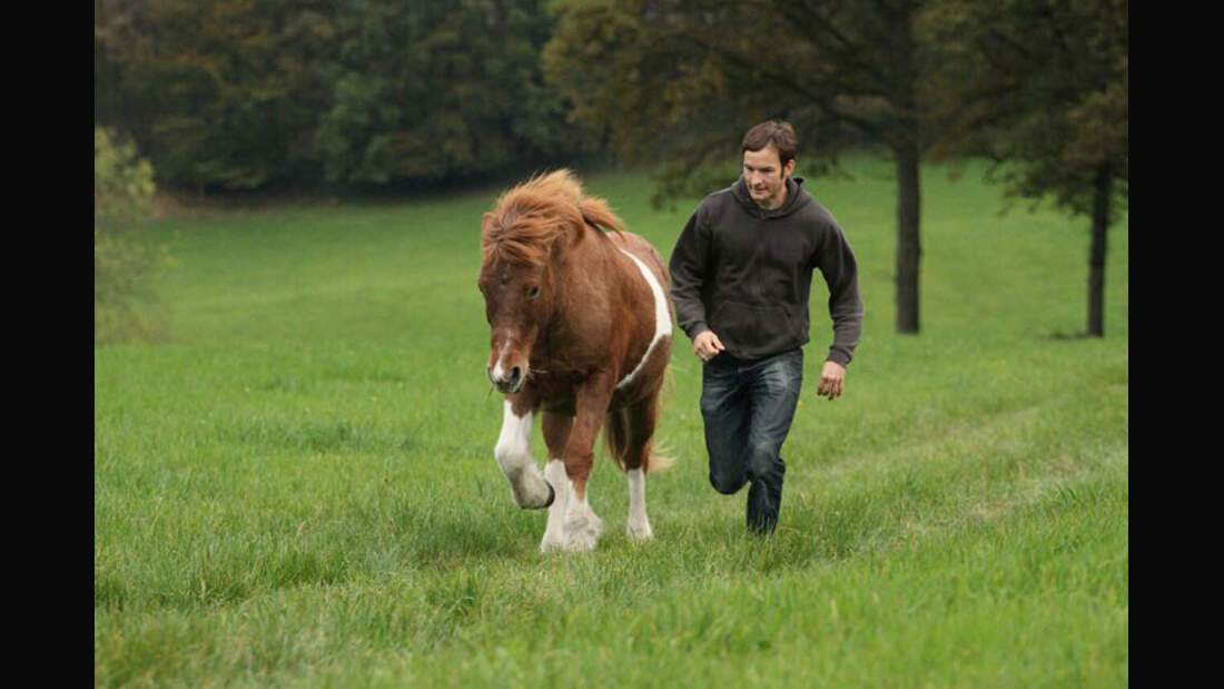 CAV-Senioren-Rentner-Pferdesenioren-alte-Pferde-Linda-Hensel