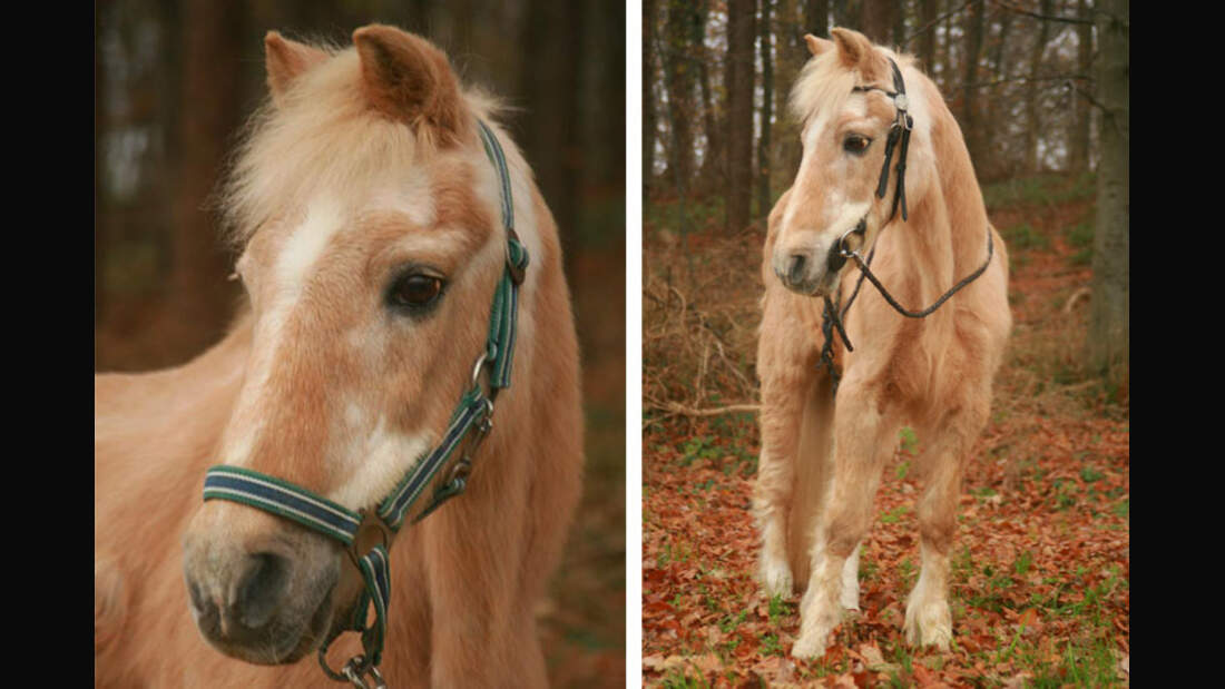 CAV-Senioren-Rentner-Pferdesenioren-alte-Pferde-Lisa-Titlus