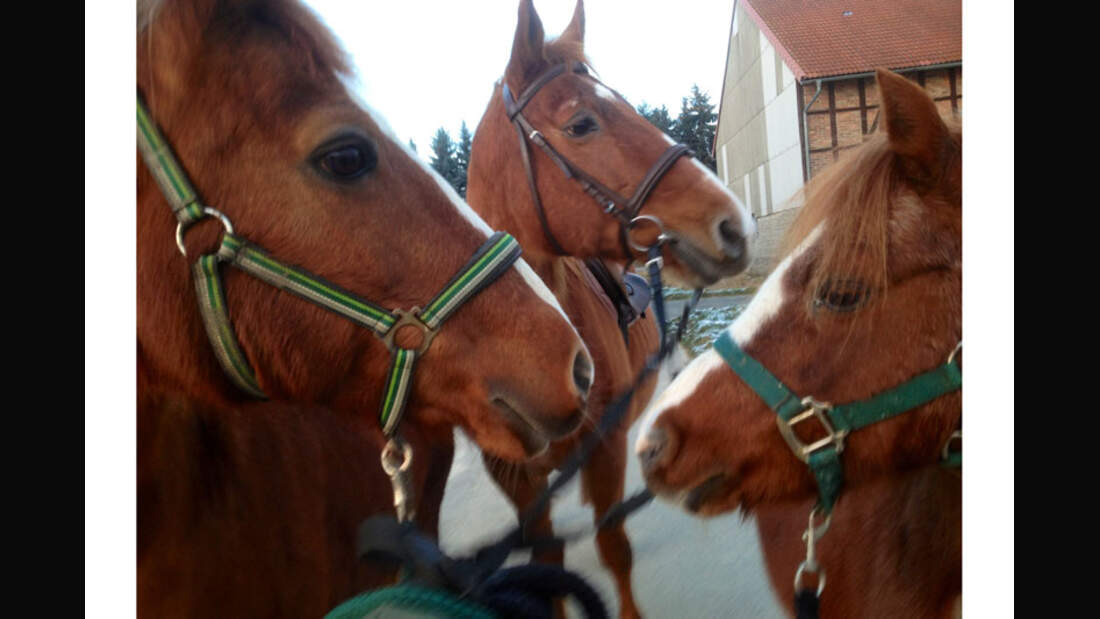 CAV-Senioren-Rentner-Pferdesenioren-alte-Pferde-Martina-Siewert