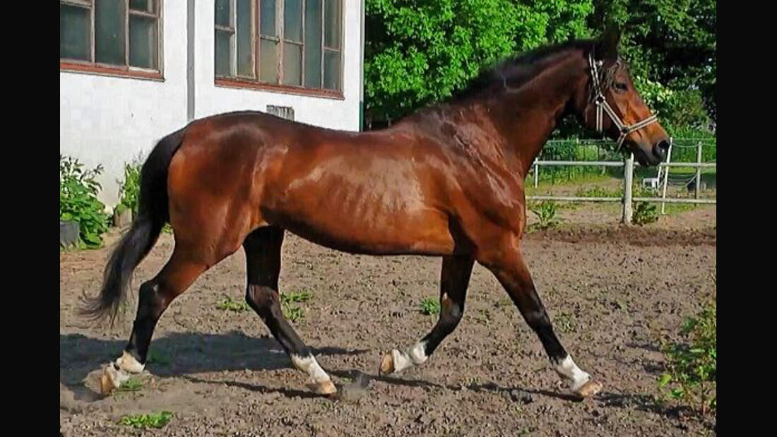 CAV-Senioren-Rentner-Pferdesenioren-alte Pferde-Mary