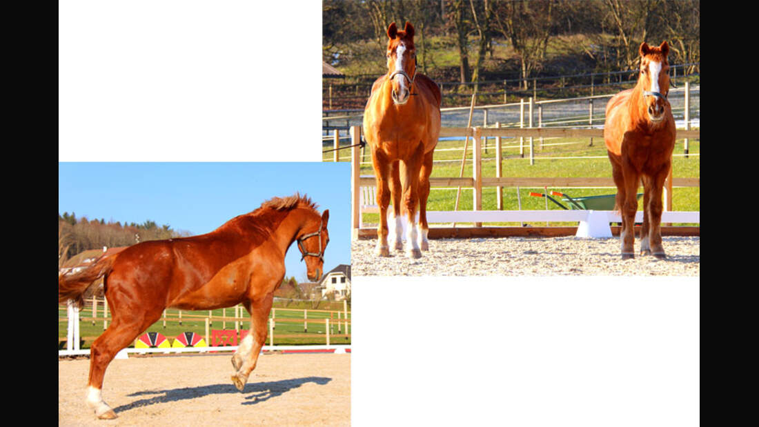 CAV-Senioren-Rentner-Pferdesenioren-alte-Pferde-Melanie-Steinauer