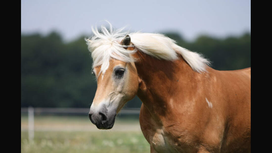 CAV-Senioren-Rentner-Pferdesenioren-alte-Pferde-Melissa-Bill