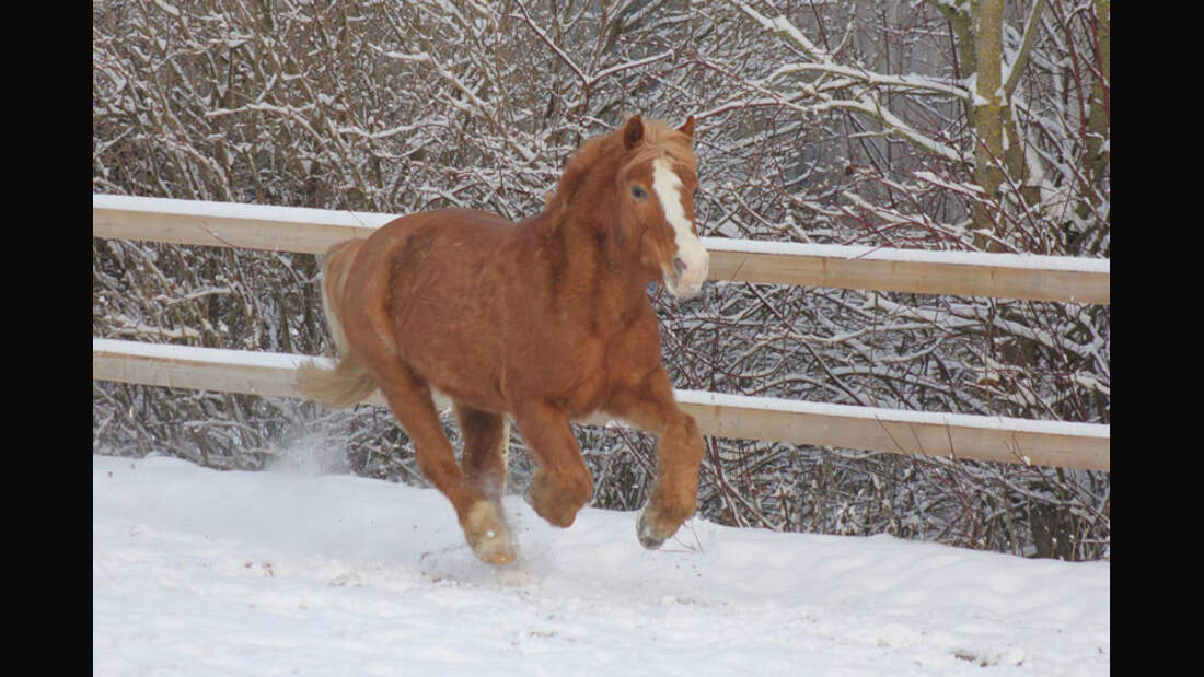 CAV-Senioren-Rentner-Pferdesenioren-alte-Pferde-Mona-Baumgart