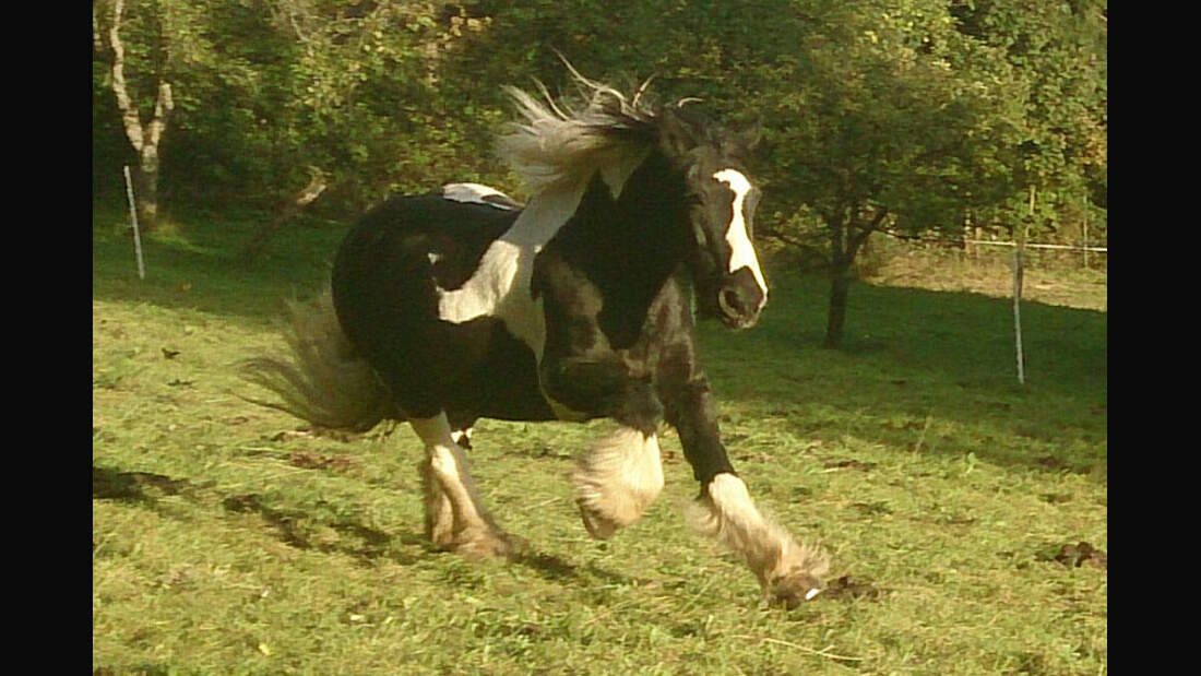 CAV-Senioren-Rentner-Pferdesenioren-alte-Pferde-Nicole-Eisel