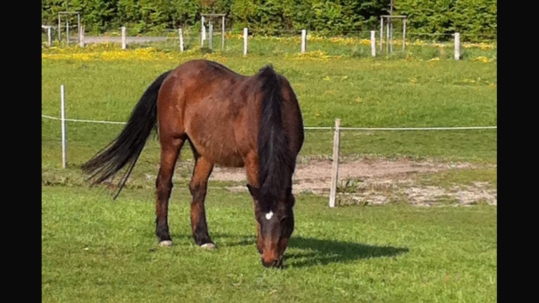 CAV-Senioren-Rentner-Pferdesenioren-alte-Pferde-Nina-Distler