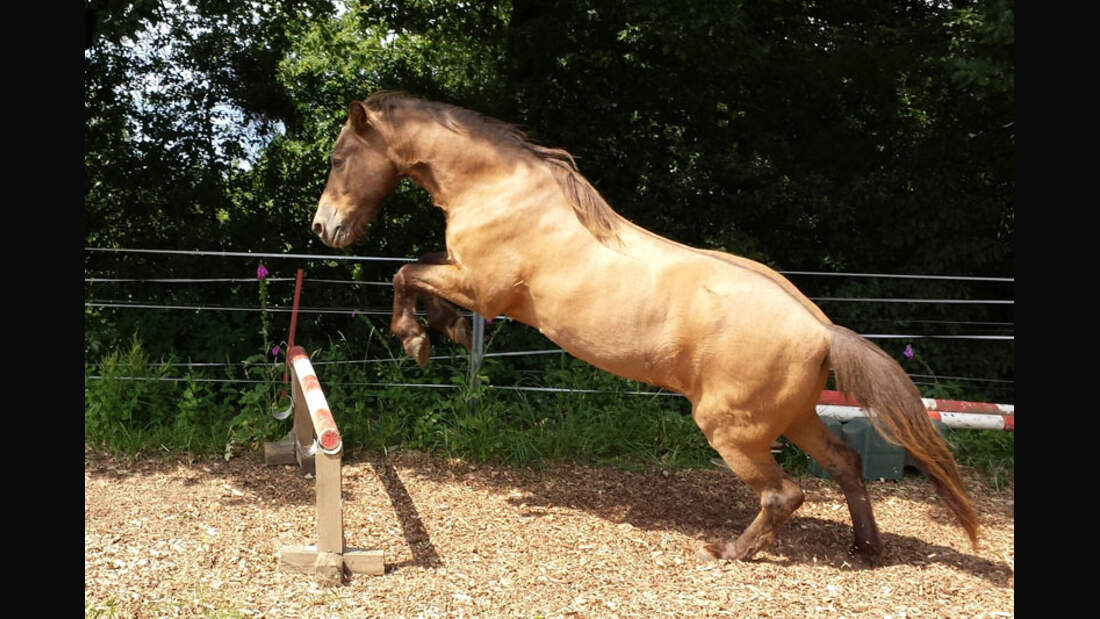 CAV-Senioren-Rentner-Pferdesenioren-alte-Pferde-Nina-Pitrowski