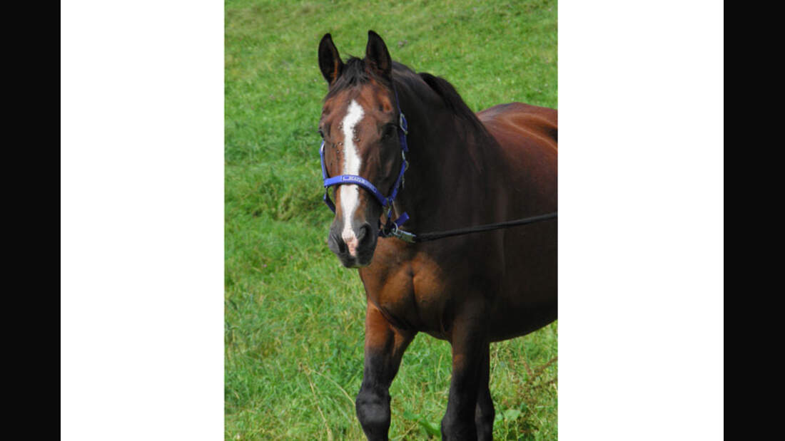 CAV-Senioren-Rentner-Pferdesenioren-alte-Pferde-Nora-Schmitz