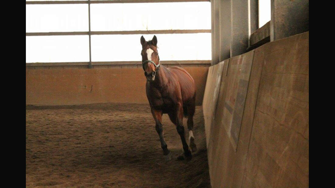 CAV-Senioren-Rentner-Pferdesenioren-alte-Pferde-Sabrina-Schüßler