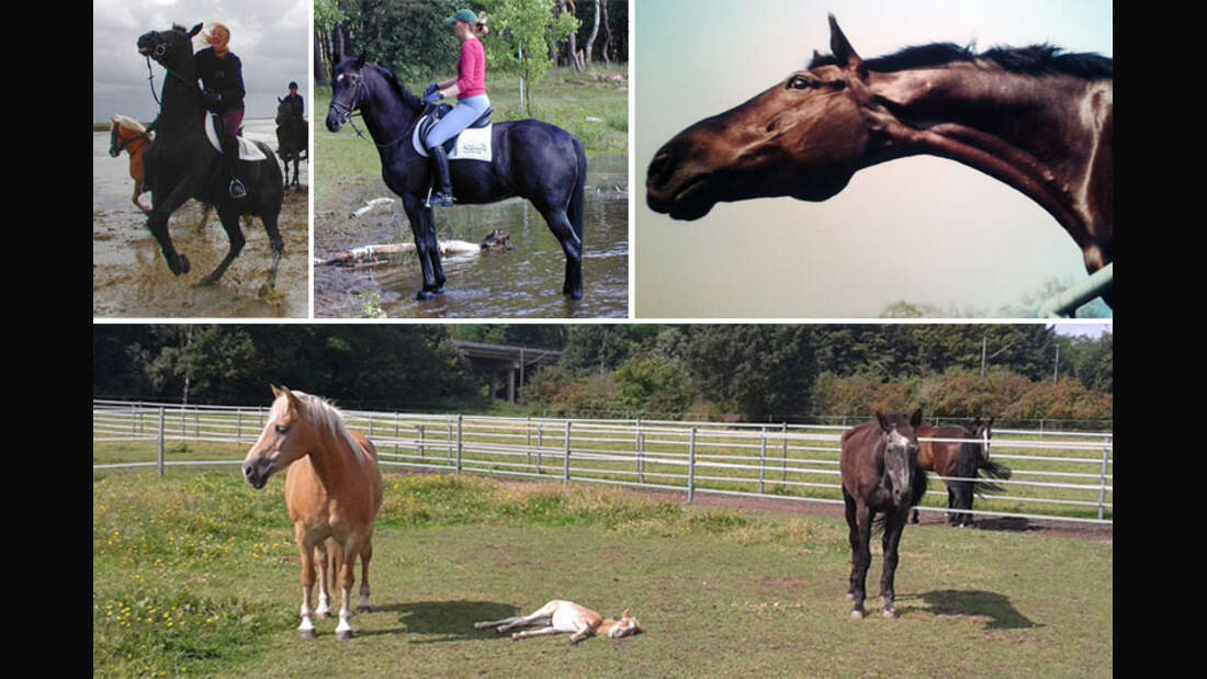 CAV-Senioren-Rentner-Pferdesenioren-alte-Pferde-Sarah-Praetel