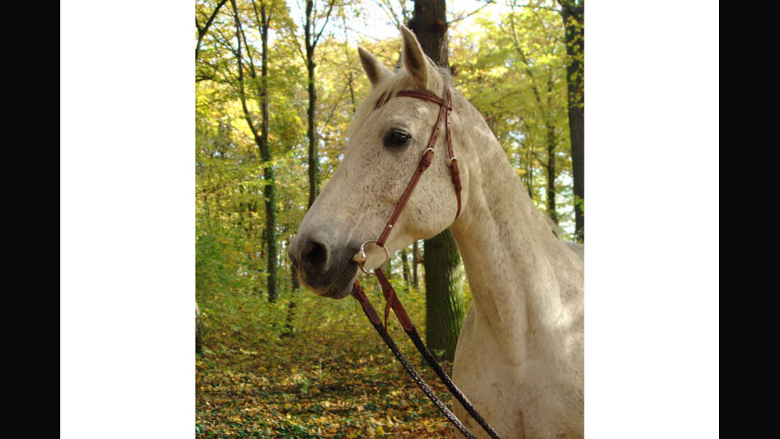 CAV-Senioren-Rentner-Pferdesenioren-alte-Pferde-Sarah-Schmidt