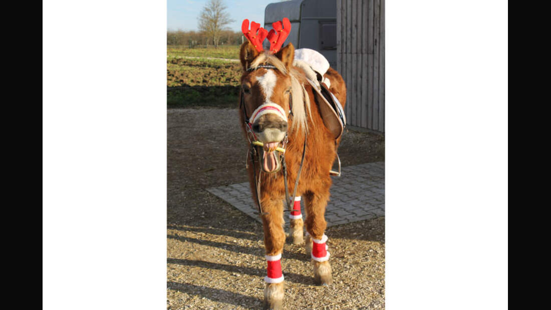 CAV-Senioren-Rentner-Pferdesenioren-alte-Pferde-Sigrun-Blessing