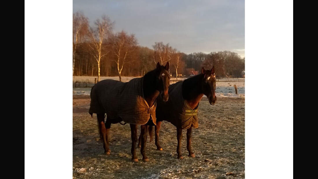 CAV-Senioren-Rentner-Pferdesenioren-alte-Pferde-Tatjana-Baumann