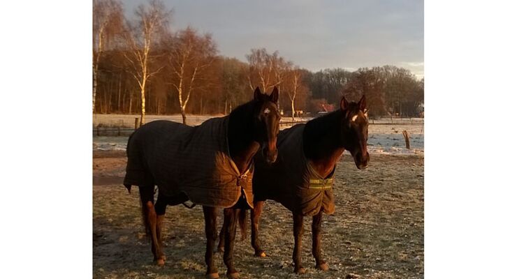 Welche Pflege Brauchen ältere Pferde Cavallode