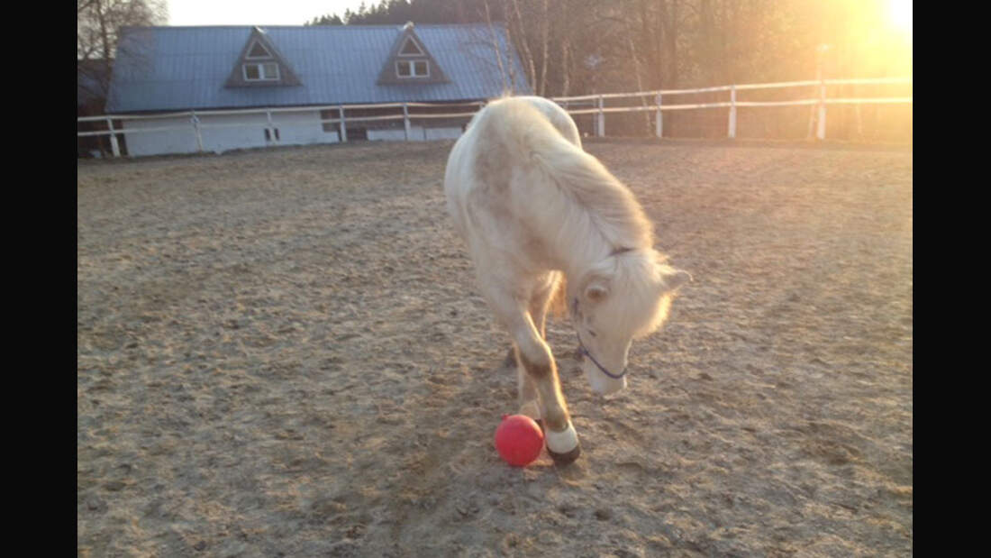 CAV-Senioren-Rentner-Pferdesenioren-alte-Pferde-Veronika-Wallisch