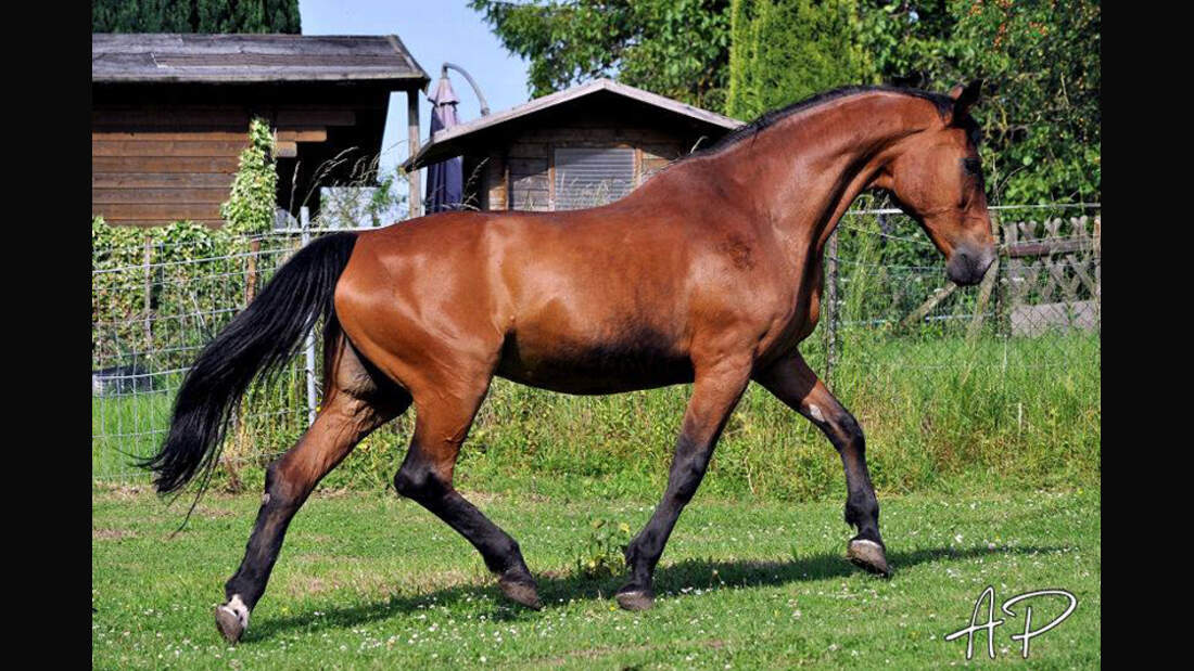 CAV-Senioren-Rentner-Pferdesenioren-alte-Pferde-Wendy-Annika-Peschel