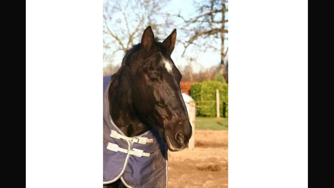 CAV-Senioren-Rentner-Pferdesenioren-alte-Pferde-tric-und-trac