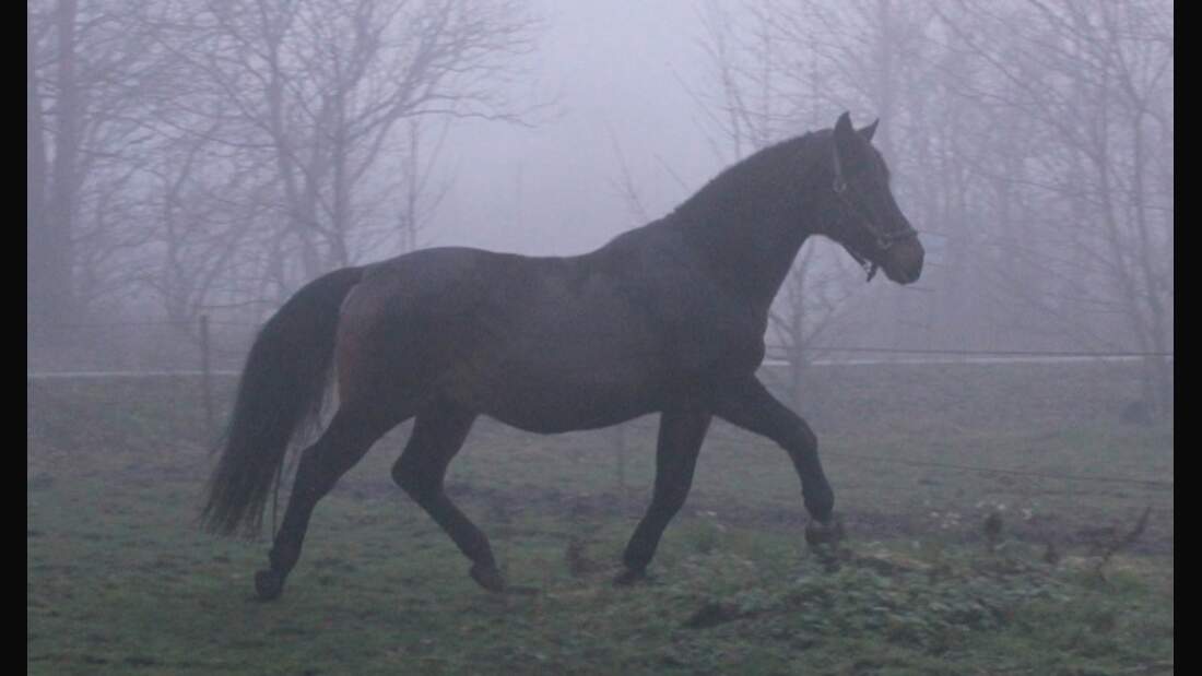 CAV Senioren Wallach Sheetan 29 MS