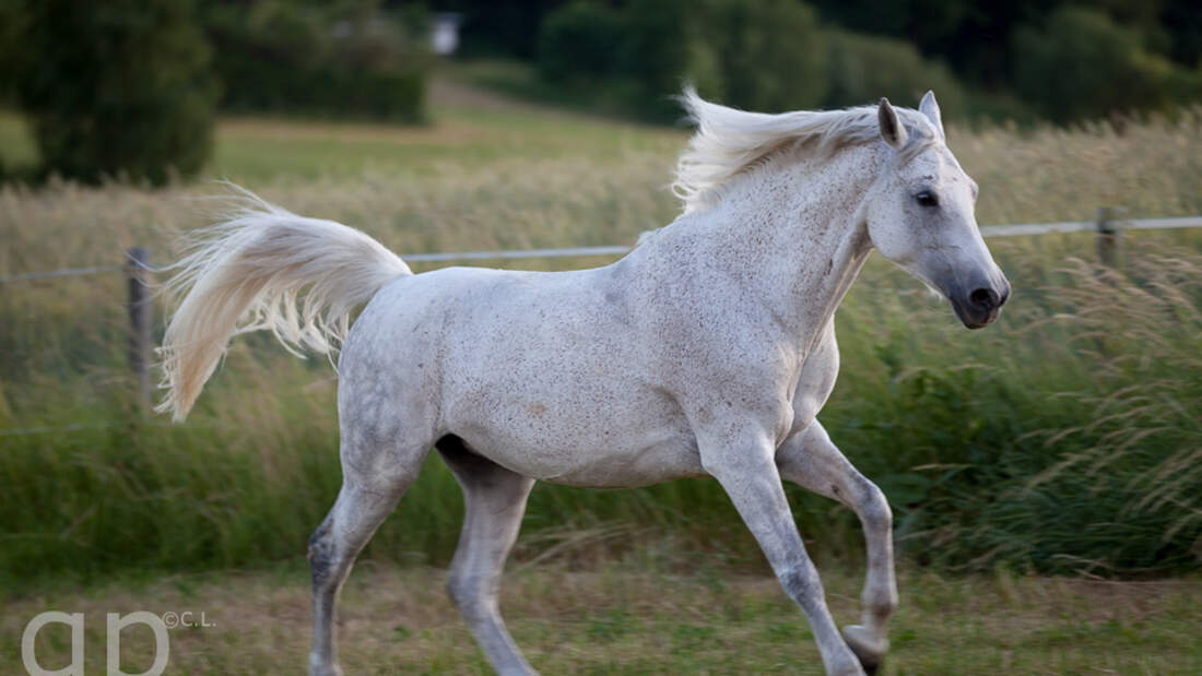 Shagya-Araber als Reitpferde - cavallo.de