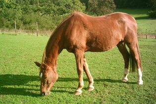 German Horse Pellets Vertrieb Informiert Cavallo De