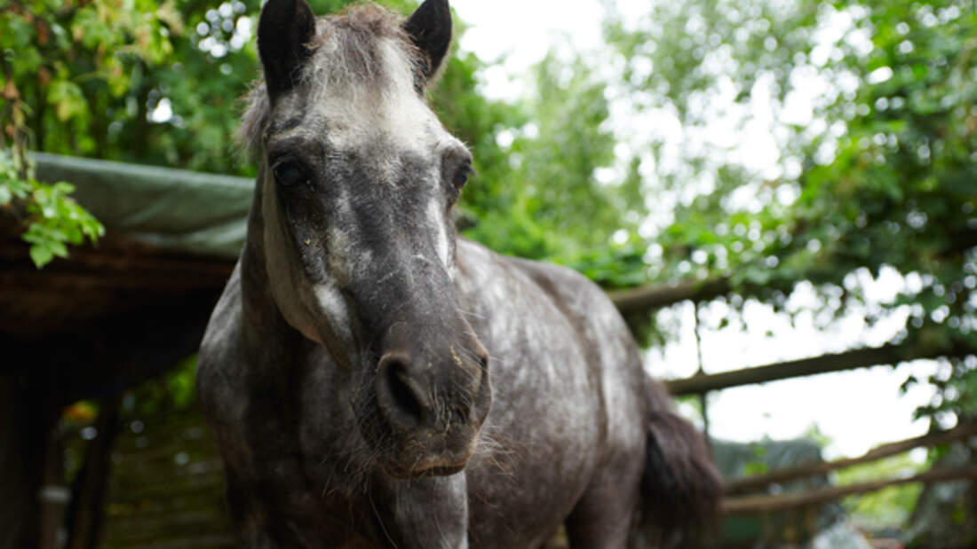 CAV Shettlandpony Madame Nou Porträt 1