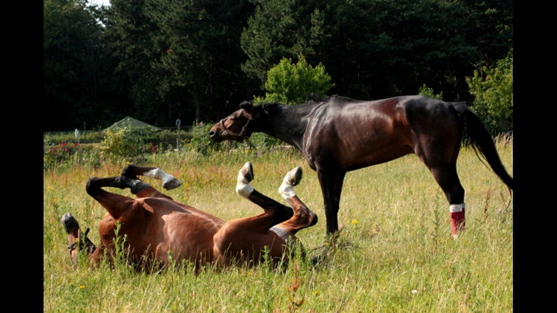 CAV Sommer mit Pferden 2014 - Uschi Amberger