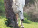 CAV Sommerekzem Bild 2