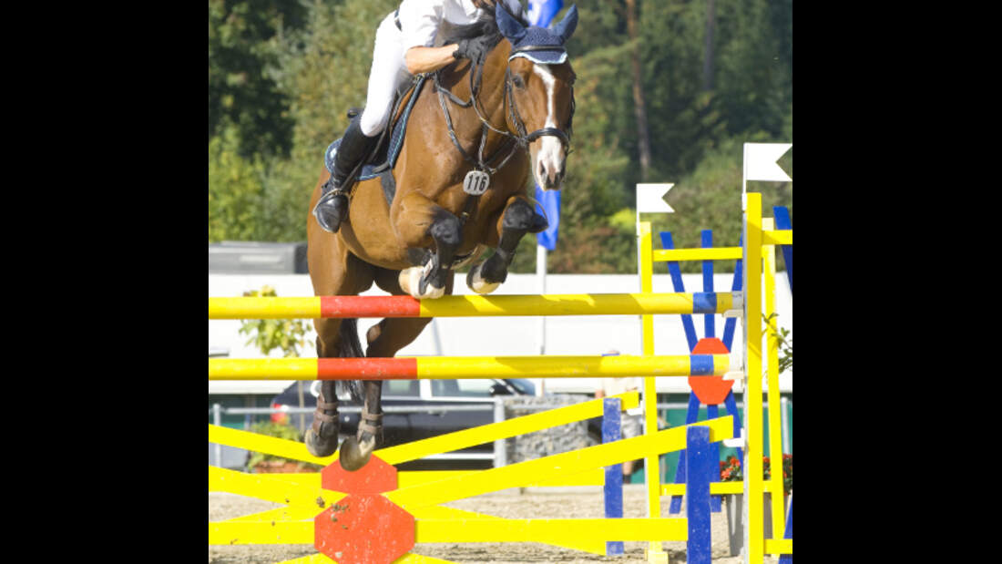 CAV Springen Sprung Springreiten
