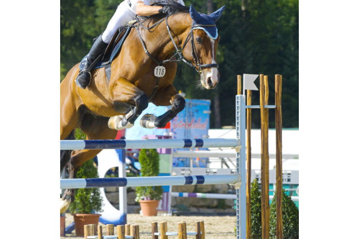 Cavallo anzeigen er sucht sie