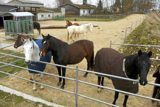 CAV Stall Scout 05_2014 Westernreitzentrum Greene 2