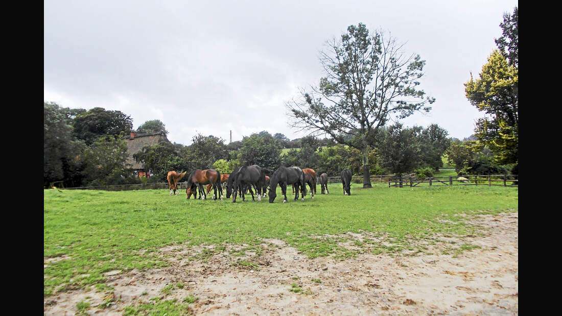 CAV Stall Scout 10_2013 Hof Brüning 3