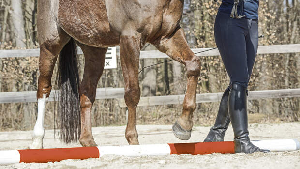 Tipps F r Stangenarbeit Am Boden Und Auf Dem Pferd Cavallo de tipps-f-r-stangenarbeit-am-boden-und-auf-dem-pferd-cavallo-de