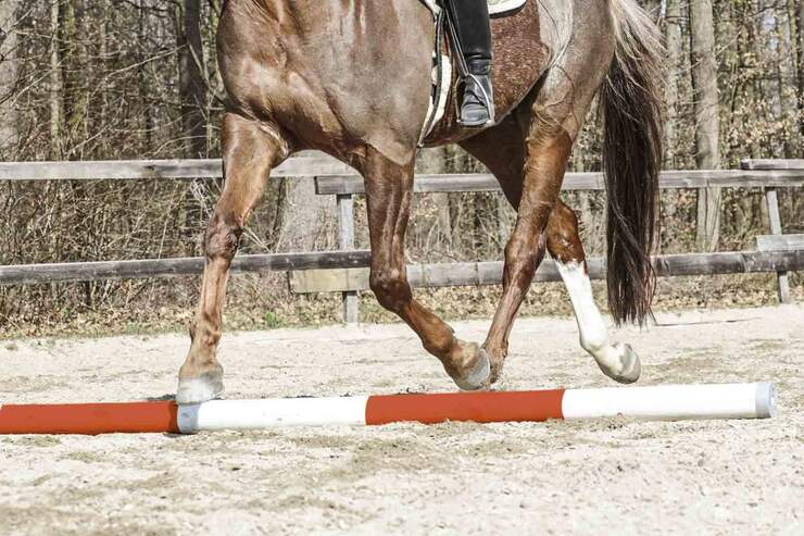 Stangenarbeit mit nur einer Stange | cavallo.de