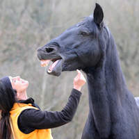 CAV Suzanne Struben Stuntreiterin Azar_02