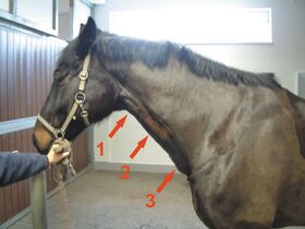 Lymphknoten Pferd Bauch