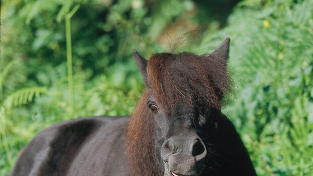 CAV Symptom-Lexikon - Equines Metabolisches Syndrom