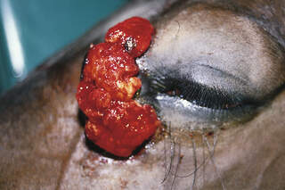 CAV Symptom-Lexikon - Equines Sarkoid