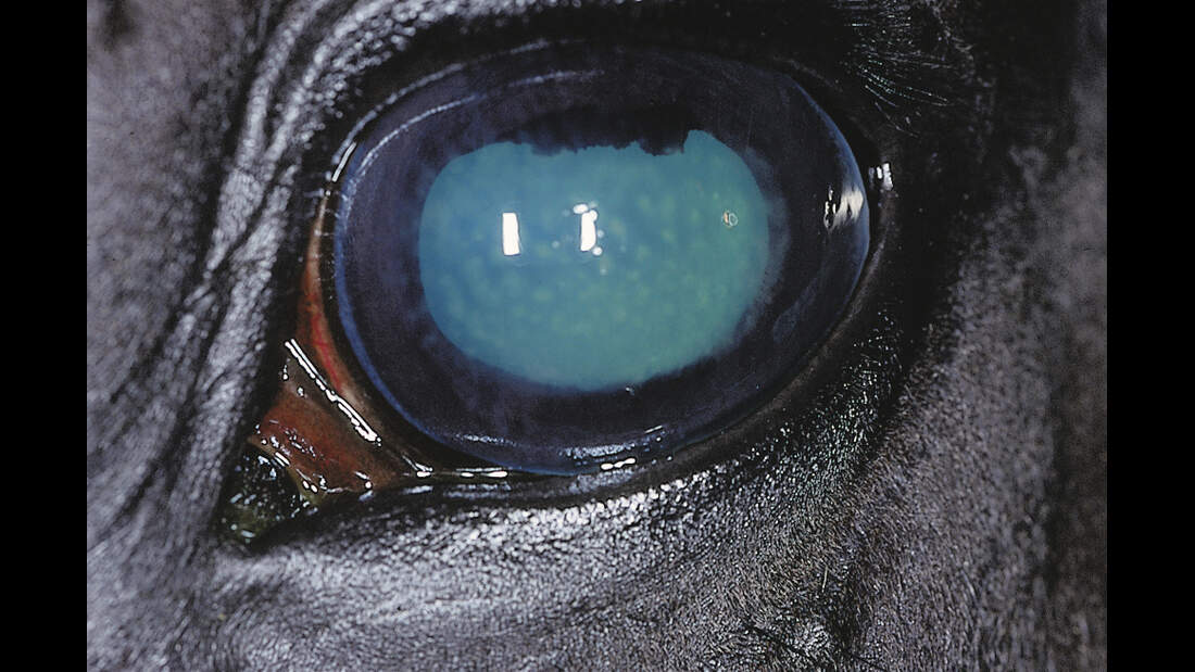 CAV Symptom-Lexikon Herpes