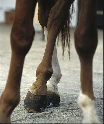 Ohrenschmerzen Pferd Symptome