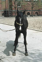 Cavallo Symptom Lexikon Cavallo De