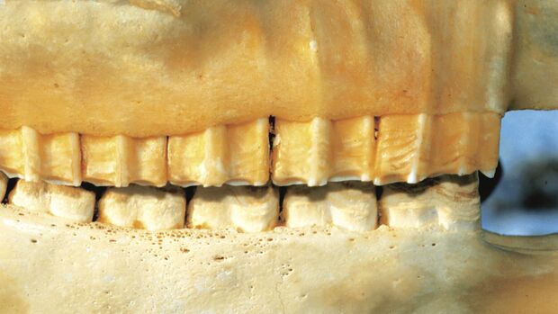 CAV Symptom-Lexikon Zahnprobleme