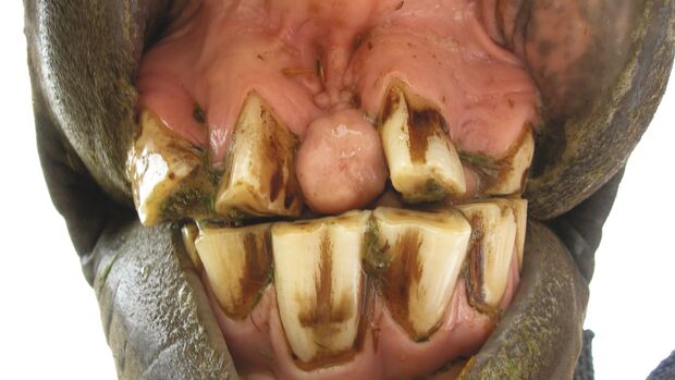 CAV Symptom-Lexikon Zahnverlust