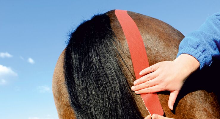 Epilepsie Pferd Therapie